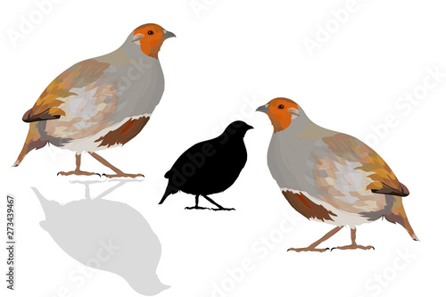 Realistic vector bird. Bird: Grey Partridge. Perdix perdix. photo