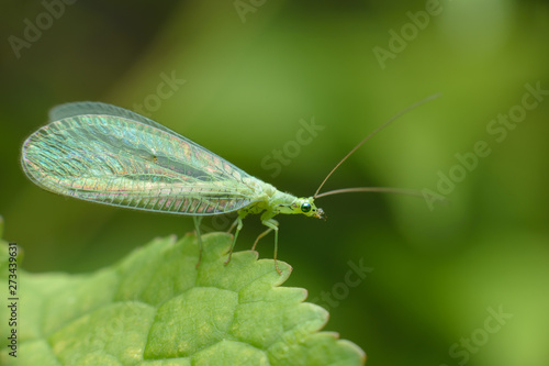 A small tiny butterfly Green lacewings, Chrysopidae with thin transparent mesh wings. Side view. Macro photography of insects, copy space, selective focus. photo