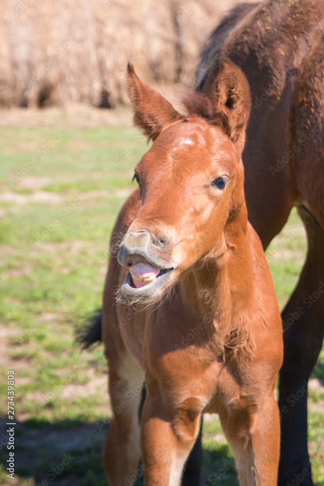 Obraz premium smile foal