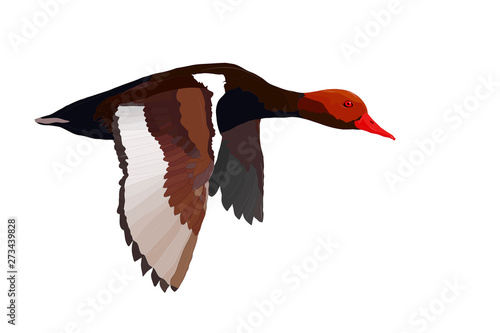 Flying duck. Realistic Vector image. White background. Common Duck: Red crested Pochard. Netta rufina.