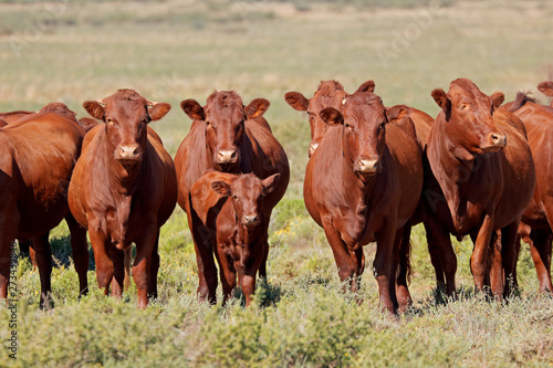 Obraz na płótnie Small herd of free-range cattle on a rural farm, South Africa.