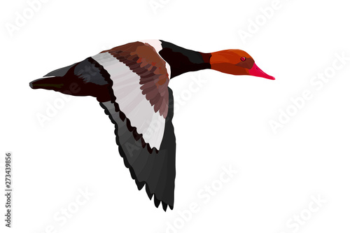 Flying duck. Realistic Vector image. White background. Common Duck: Red crested Pochard. Netta rufina.