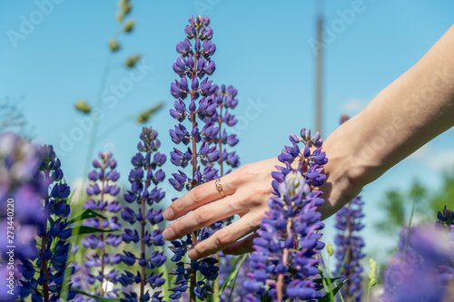 A girl's hand with a ring touches violet flowers (lupins) close-up on a sunny summer day against the blue sky. Beautiful bright summer background with lupins and a girl's hand.
