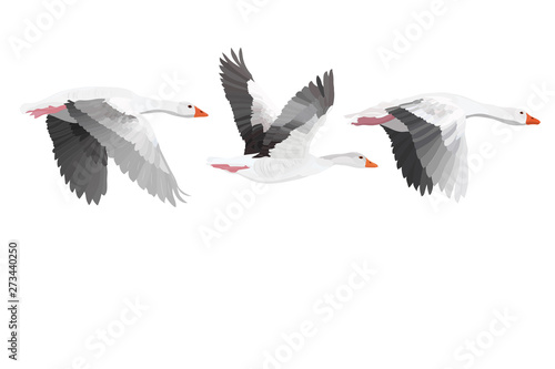 Flying Gooses. Vector image. White background. 