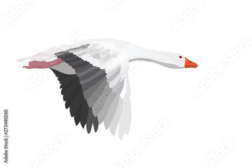 Flying Gooses. Vector image. White background. 