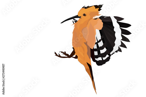 Flying cute bird. Vector image. Bird: Eurasian Hoopoe. Upupa epops.