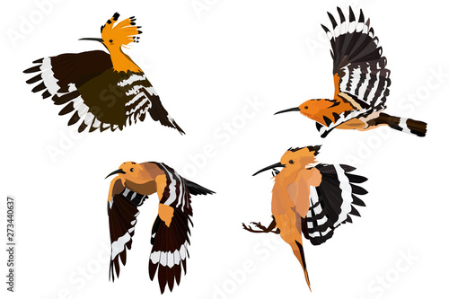 Flying cute bird. Vector image. Bird: Eurasian Hoopoe. Upupa epops.