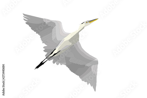 Flying heron. Vector image. Great Egret. White background.