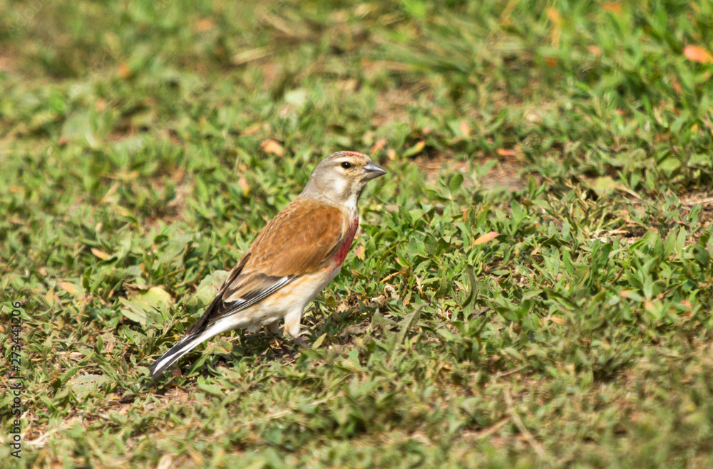 Common linnet (Linaria cannabina) male in the field Common linnet (Linaria cannabina) male in the field