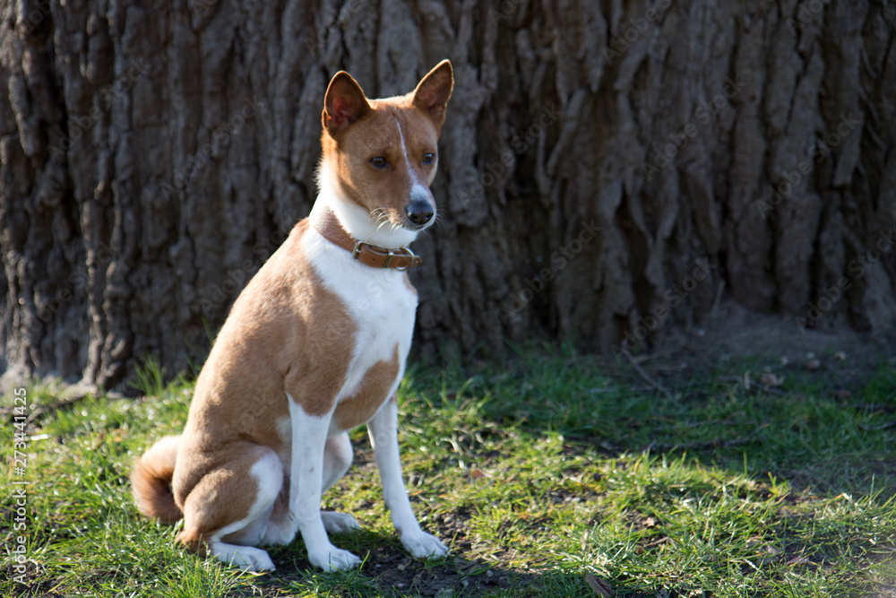 nahansicht eines zwei farbigen basenji auf einer grasfläche sitzend in meppen emsland deutschland fotografiert an einem sonnigen nachmittag während eines spaziergangs nahansicht eines zwei farbigen basenji auf einer grasfläche sitzend in meppen emsland deutschland fotografiert an einem sonnigen nachmittag während eines spaziergangs
