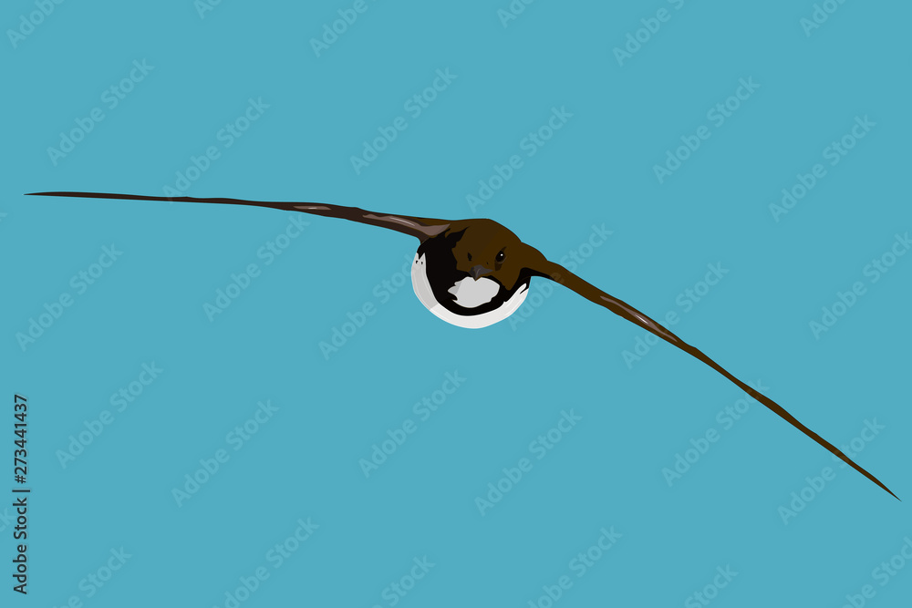Flying bird. Common Swift. Vector image. Blue sky background. Stock