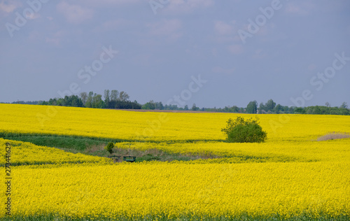 Yellow rape field with trees and bushes