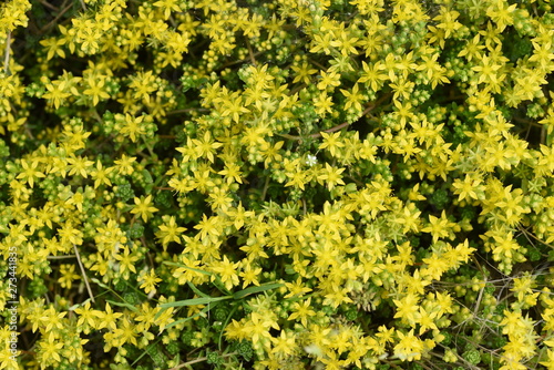 Sedum japonica is a gregarious weed  and yellow flowers bloom in early summer.