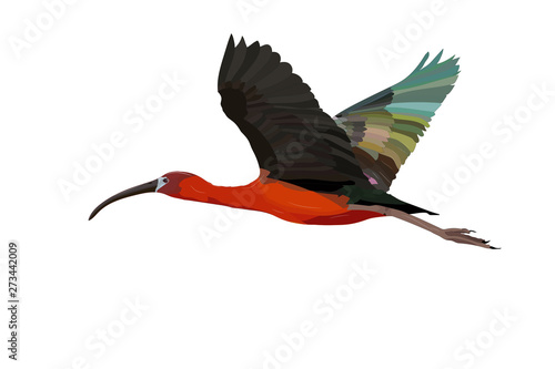 Flying big bird. Realistic vector image. Bird: Glossy Ibis. Plegadis falcinellus