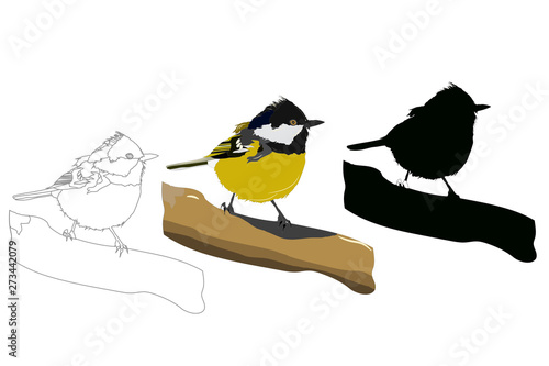 Cute little birds. Vector images. White background. Great tit.