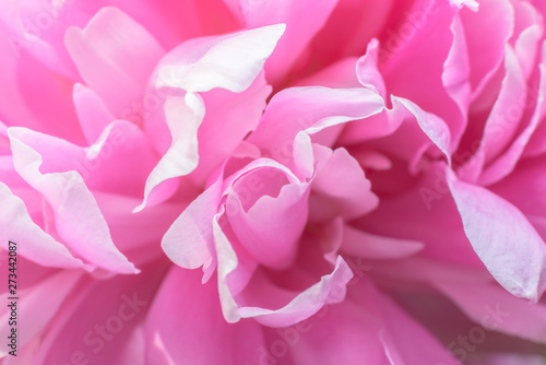 Bright pink petals of a flowering peony. Top view. Macro photography, copy space, selective focus.