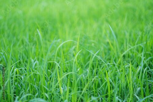 Close up image of rice field in green season