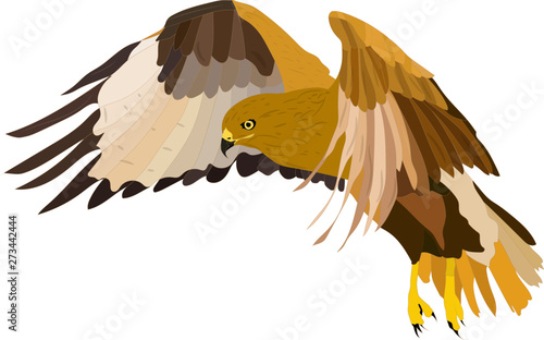 Bird of prey. Flying bird. Bird landing. Vector image. White background. 