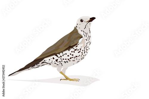 Bird. Mistle Thrush. Turdus viscivorus. Vector image.