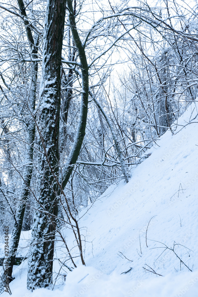 snow covered trees in the park. Beautiful winter forest trees in the snow. bare branches in the snow in winter snow covered trees in the park. Beautiful winter forest trees in the snow. bare branches in the snow in winter