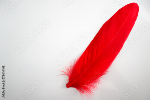 Beautiful abstract texture color red gray blue and black feathers on white isolated background and pattern wallpaper