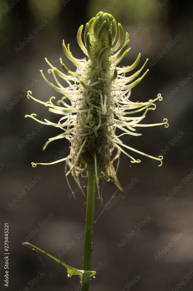 Phyteuma spicatum; spiked rampion flowering in woods above Walenstadt, Swiss Alps Phyteuma spicatum; spiked rampion flowering in woods above Walenstadt, Swiss Alps