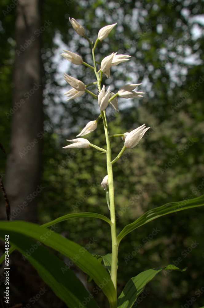 Fototapeta premium Cephalanthera longifolia; Sword-leaved Helleborine orchid in woods above Walenstadt, Swiss Alps