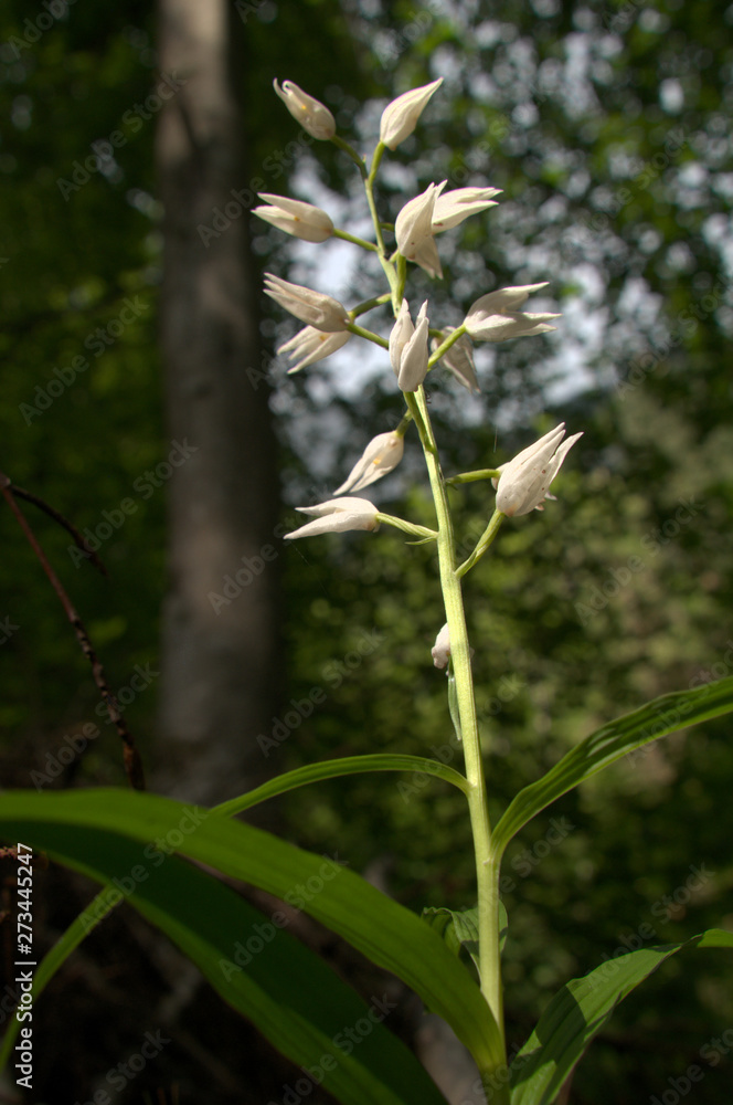Cephalanthera longifolia; Sword-leaved Helleborine orchid in woods above Walenstadt, Swiss Alps Cephalanthera longifolia; Sword-leaved Helleborine orchid in woods above Walenstadt, Swiss Alps