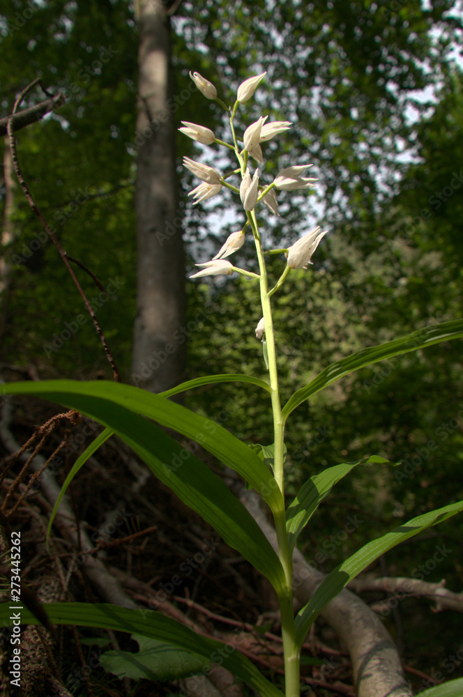 Fototapeta premium Cephalanthera longifolia; Sword-leaved Helleborine orchid in woods above Walenstadt, Swiss Alps