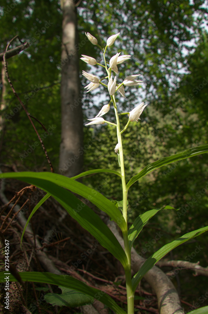 Fototapeta premium Cephalanthera longifolia; Sword-leaved Helleborine orchid in woods above Walenstadt, Swiss Alps