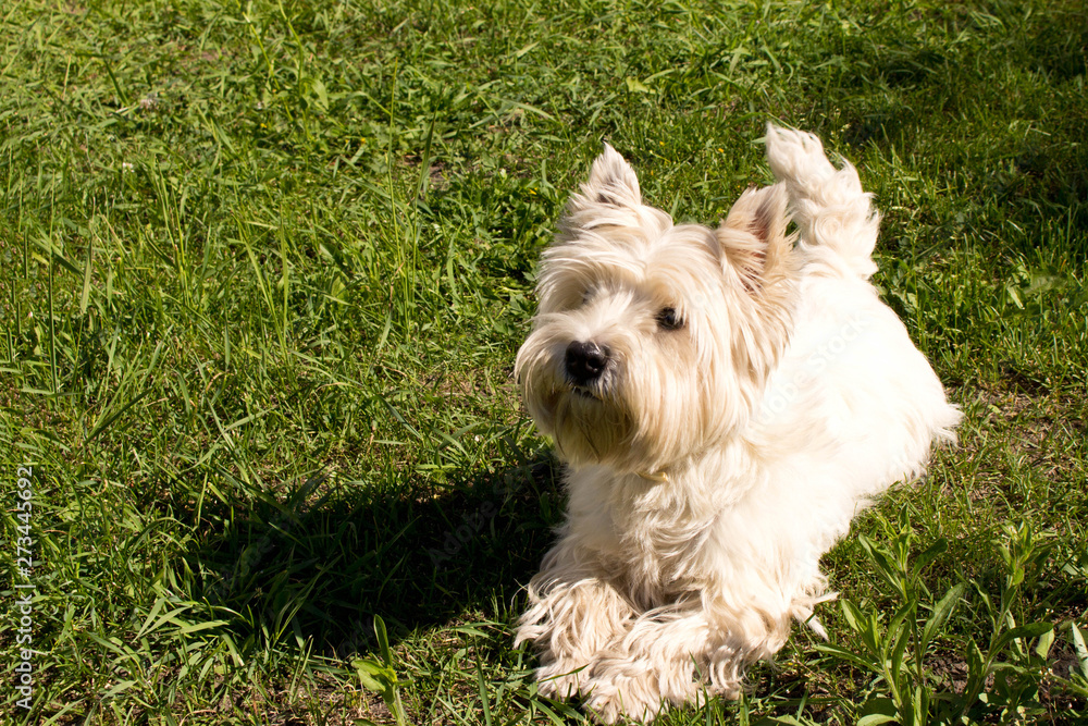 The West highland white Terrier on a green lawn.