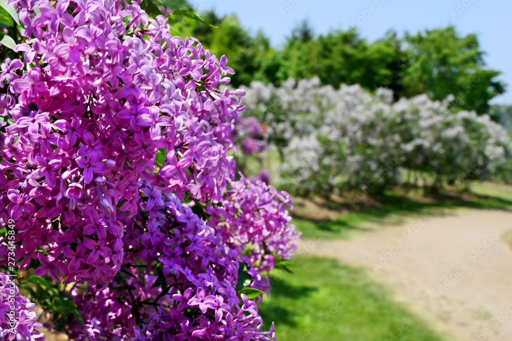 Obraz premium Colorful (Vilolet, White, Pink) Lilac flower with blue sky at Kawashimo Park, Sapporo, Hokkaido