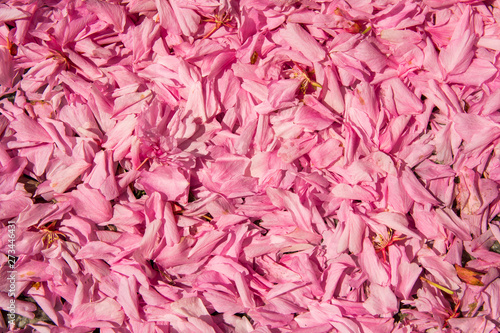 Pink flower petals background