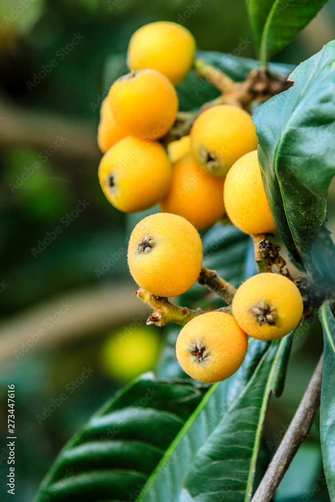 Ripe fruit loquat on tree in the garden Ripe fruit loquat on tree in the garden