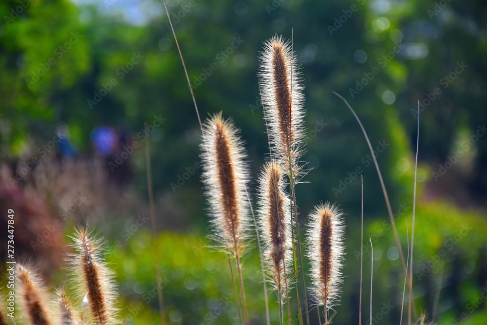 Sunlight shining through the feathery flowerheads of the native Australian grass Swamp Foxtail, Cenchrus purpurascens. Also known as Fountain Grass.