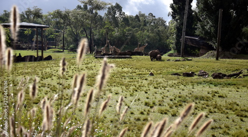Beerwah  Australia - Apr 22  2019. Southern white rhinoceros and giraffes in the African Safari exhibit of Australia Zoo which is located in Queensland. Native Australian grass in the foreground.