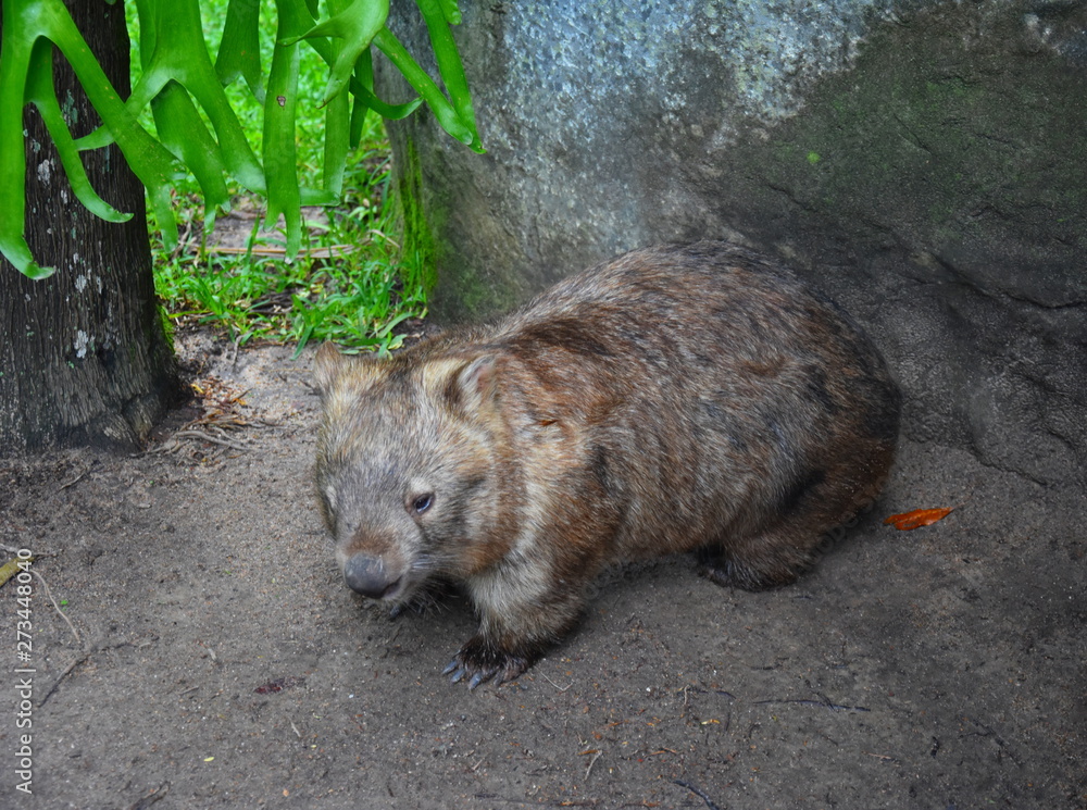 Beerwah, Australia - Apr 22, 2019. Australian wombat juvenile Vombatus ursinus. Common wombat (Vombatus ursinus). Wild life animal in Australia Zoo which is located in Queensland on the Sunshine Coast Beerwah, Australia - Apr 22, 2019. Australian wombat juvenile Vombatus ursinus. Common wombat (Vombatus ursinus). Wild life animal in Australia Zoo which is located in Queensland on the Sunshine Coast