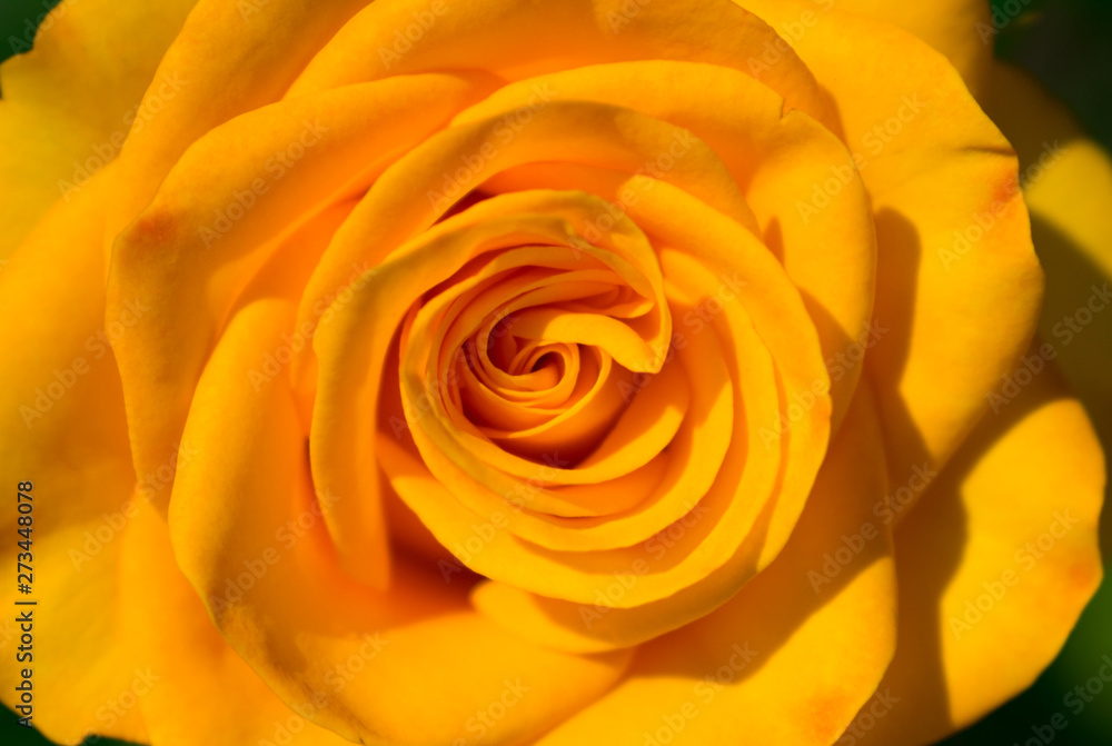 Yellow rose flower. Close-up. Macro. Yellow rose flower. Close-up. Macro.