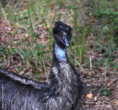 Southern cassowary, Casuarius casuarius, also known as double-wattled cassowary, Australian big forest bird. Rare bird in habitat.