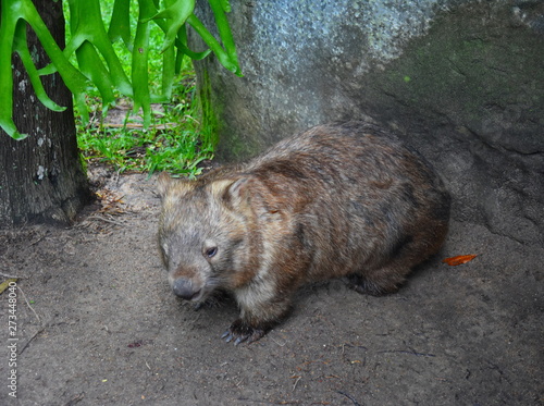 Beerwah, Australia - Apr 22, 2019. Australian wombat juvenile Vombatus ursinus. Common wombat (Vombatus ursinus). Wild life animal in Australia Zoo which is located in Queensland on the Sunshine Coast photo