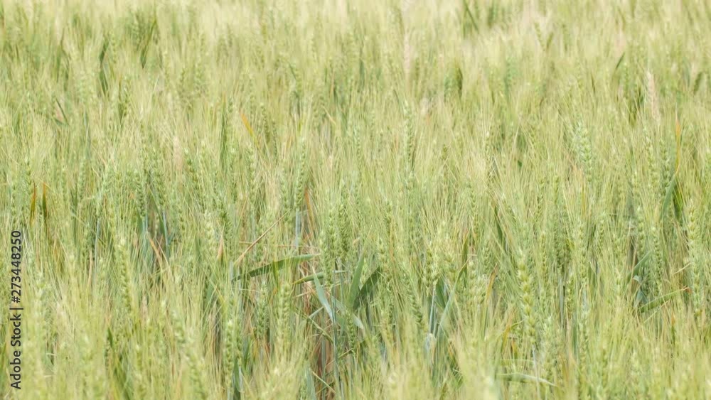 Wheat field. Golden ears of wheat on the field. Background of ripening ears of meadow wheat field. Rich harvest Concept Wheat field. Golden ears of wheat on the field. Background of ripening ears of meadow wheat field. Rich harvest Concept