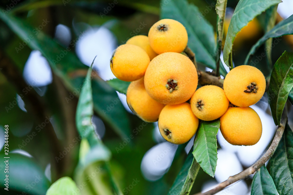 Ripe fruit loquat on tree in the orchard Ripe fruit loquat on tree in the orchard