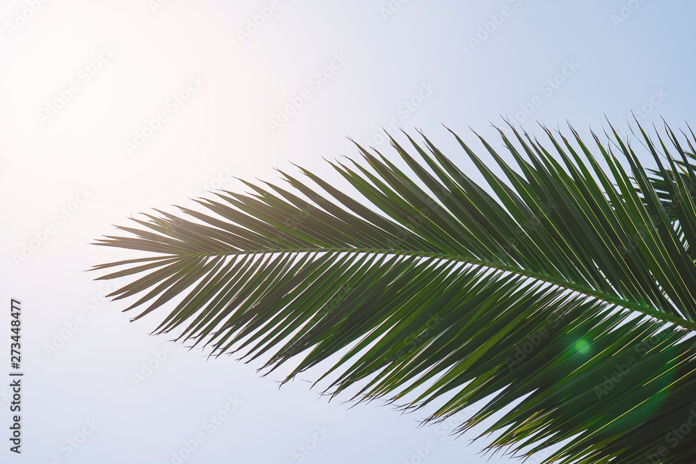 Obraz premium Striped of palm leaf, Abstract green texture background, Vintage tone