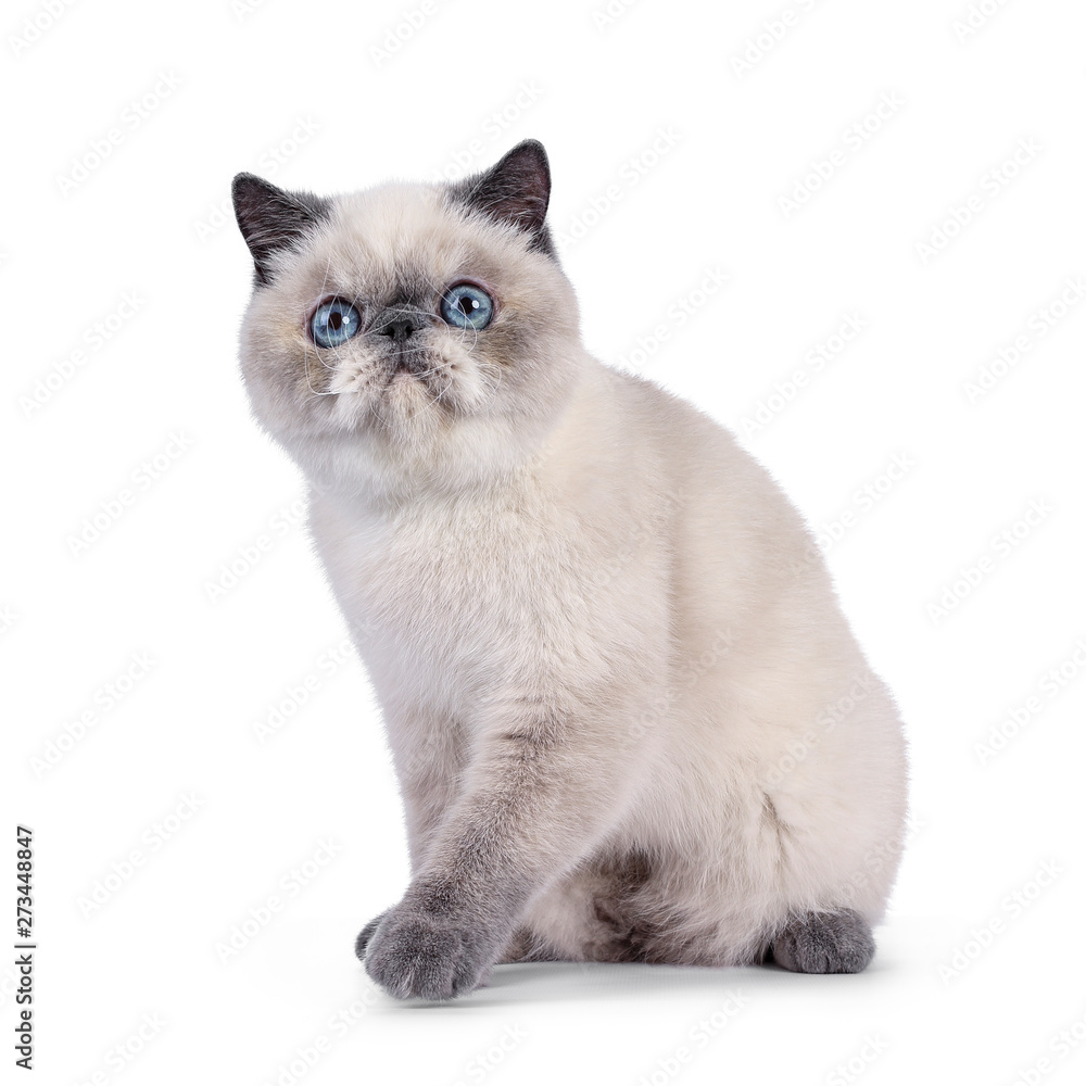 Cute blue tortie point Exotic Shorthair kitten, sitting playing side ways. Looking above camera with blue eyes. Isolated on white background.