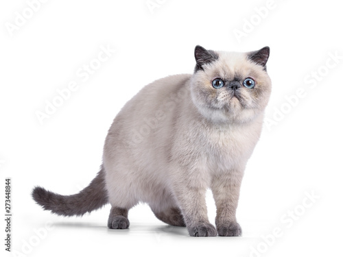 Cute blue tortie point Exotic Shorthair kitten, standing side ways. Looking to camera with blue eyes. Isolated on white background.