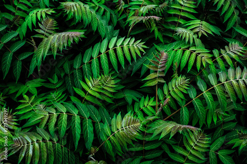 natural leaf pattern © Sergei
