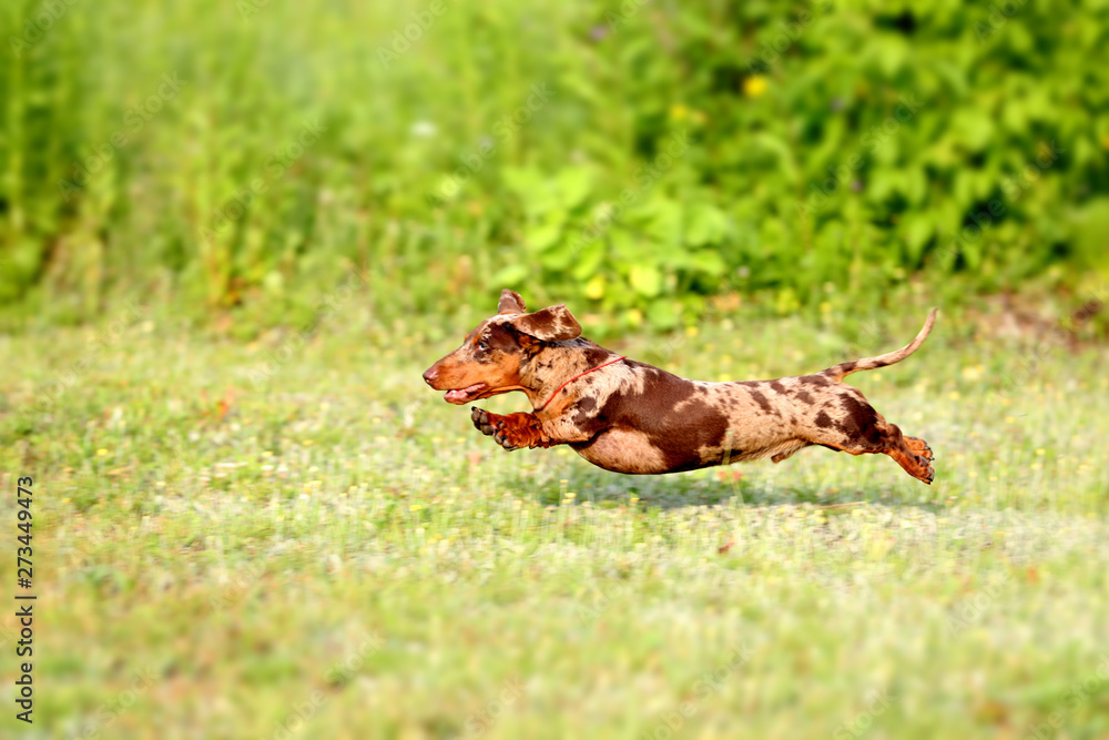 Dachshunds dog jumps are playing on the grass Dachshunds dog jumps are playing on the grass
