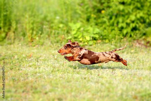 Dachshunds dog jumps are playing on the grass