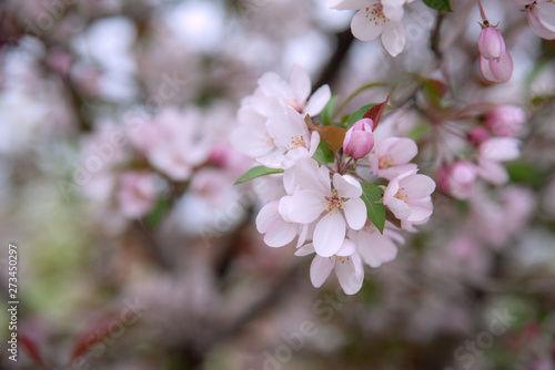 Apple tree in bloom, blooming garden, pink and white flowers