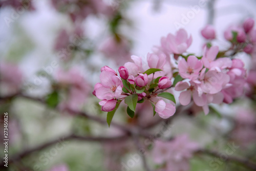 Apple tree in bloom, blooming garden, pink flowers